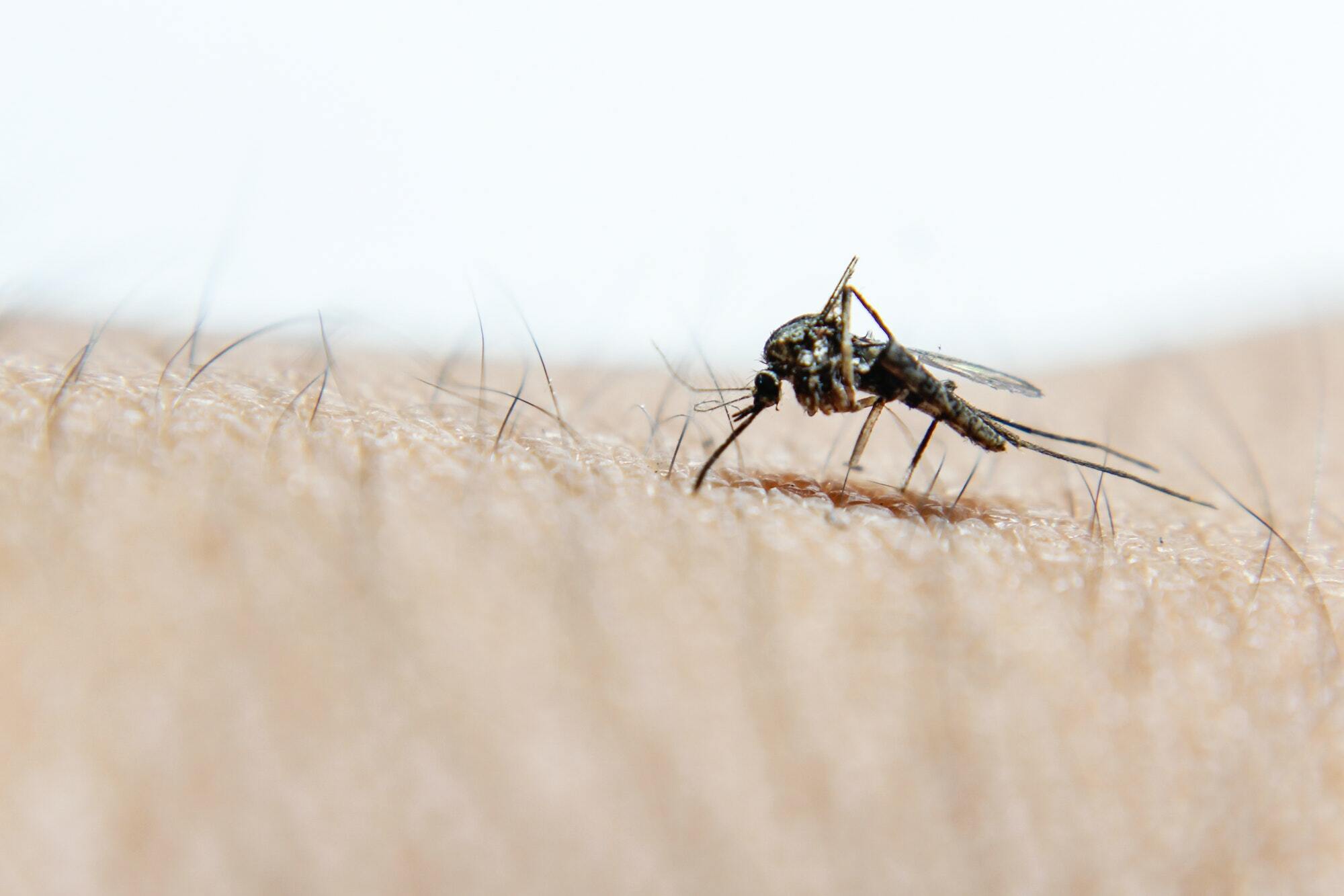 Verão no Algarve: Como Evitar uma Infestação de Mosquitos Antes da Época Alta