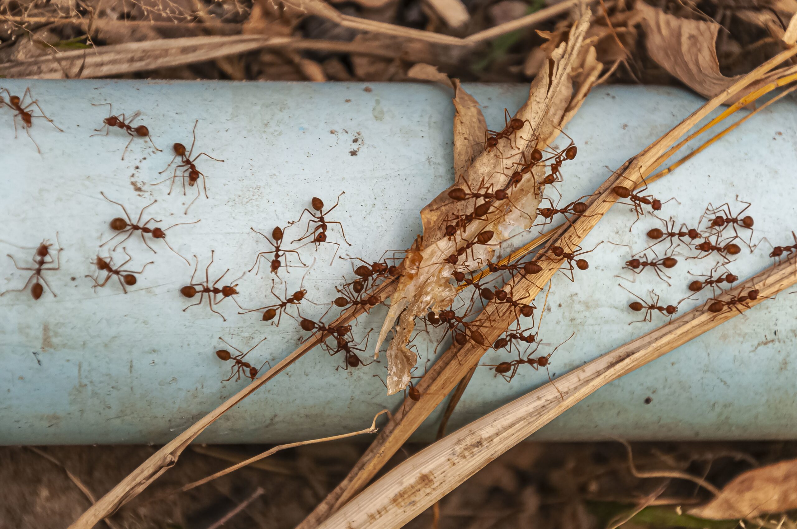Formigas no Verão no Algarve: Porque Invadem a Sua Casa e Como Eliminá-las Definitivamente
