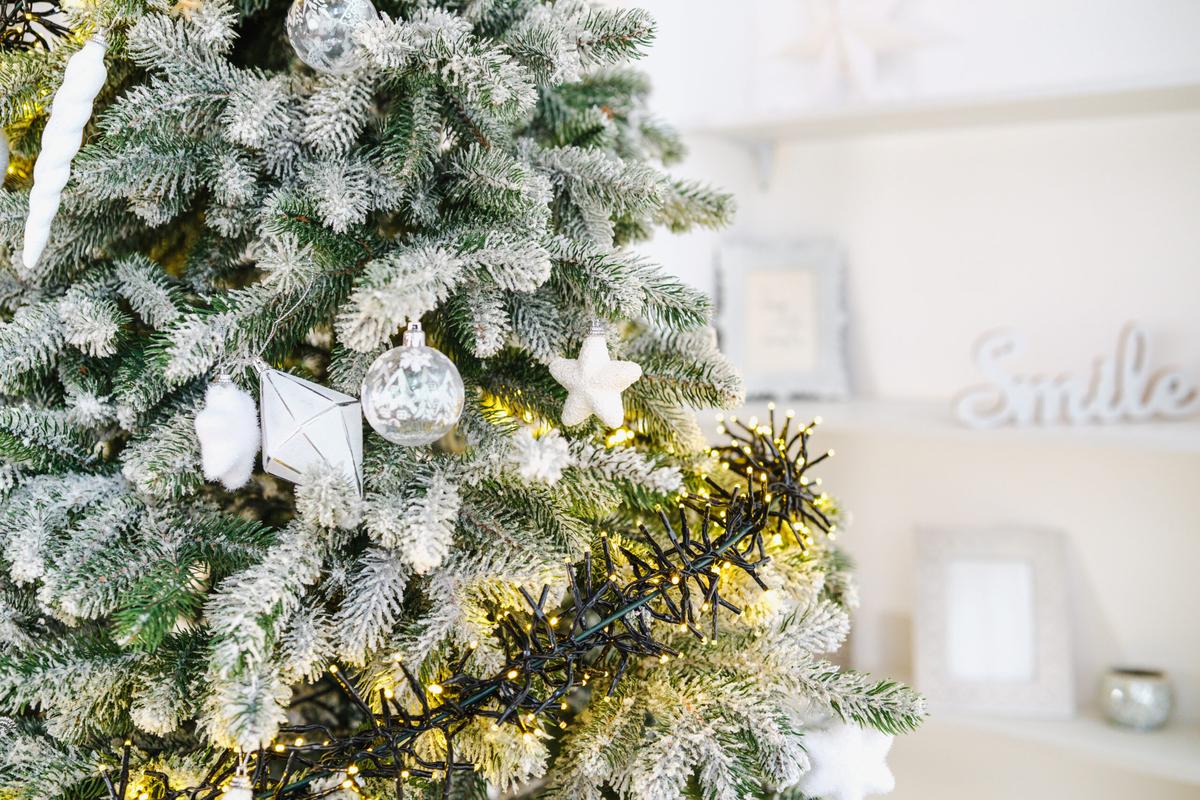 Preparar o Seu Restaurante para o Natal no Algarve: Como Evitar Infestações de Pragas em Época Alta