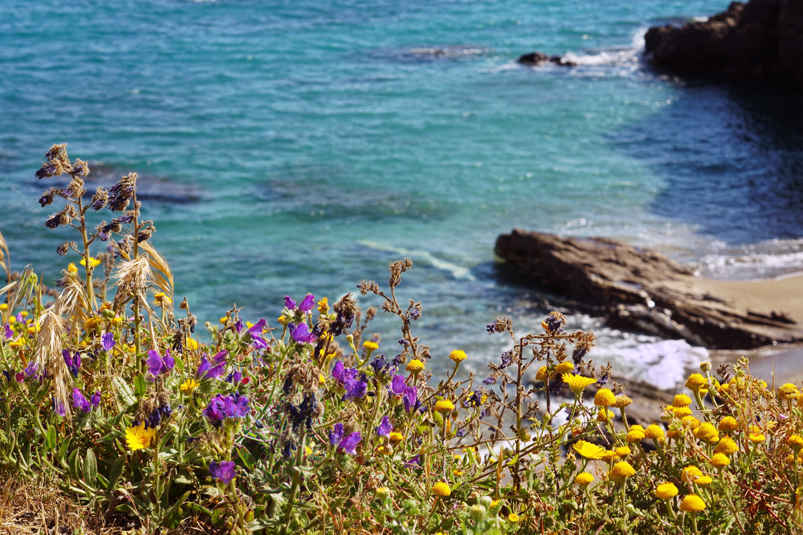 Março no Algarve: As Primeiras Pragas da Primavera e Como Evitar Infestações