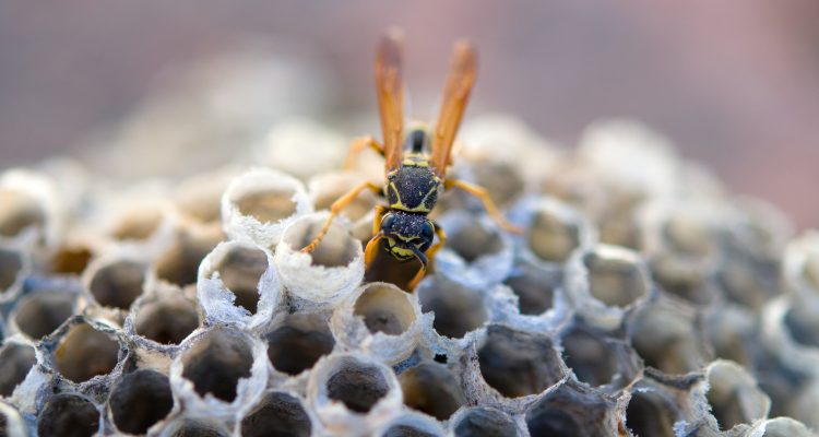 Tratamento de Ninhos de Vespas em Lagos