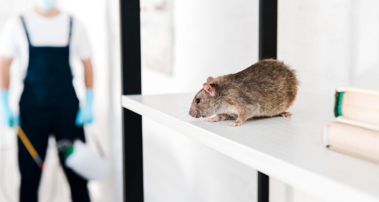 Desinfestação de Ratos 2022