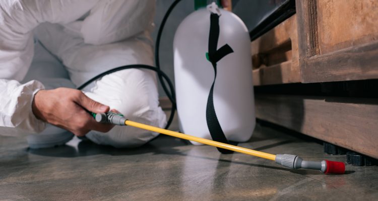 praga de formigas como eliminar