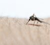 infestação de mosquitos no Algarve