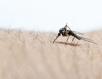 infestação de mosquitos no Algarve