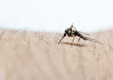 infestação de mosquitos no Algarve