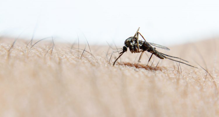 infestação de mosquitos no Algarve
