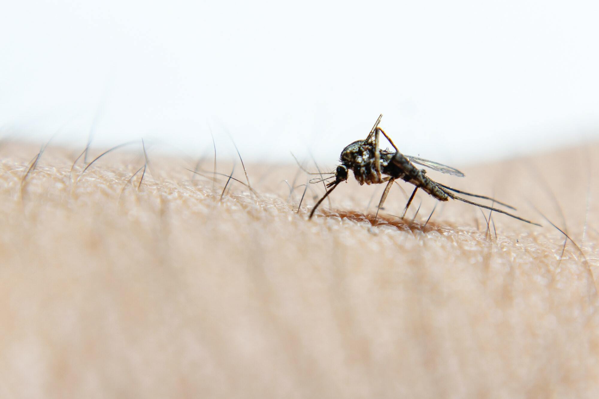Tratamento mosquitos Algarve