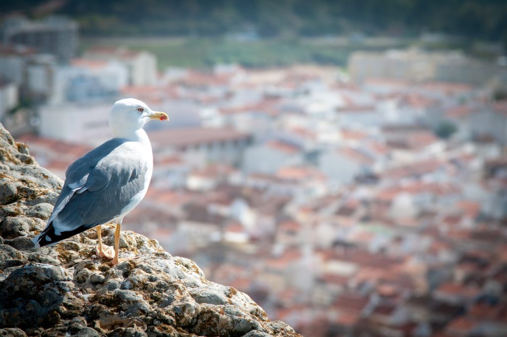 Seagull seabird standing at the edge of a cliff above Nazare coastal city Portugal Europe