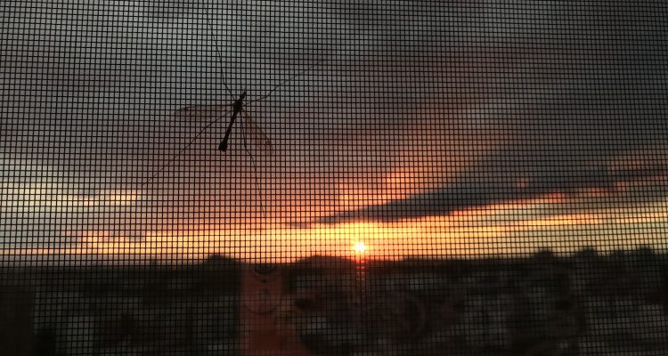 Sunset || Cloudy sky || Mosquito || Mosquitoes || Sunrise || Golden hour || Beautiful || Net
