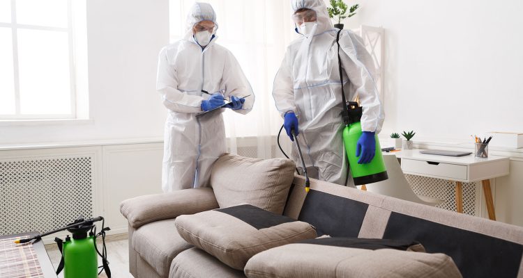 Pragas em Casa ou no Trabalho? Saiba Como Resolvemos em 24h