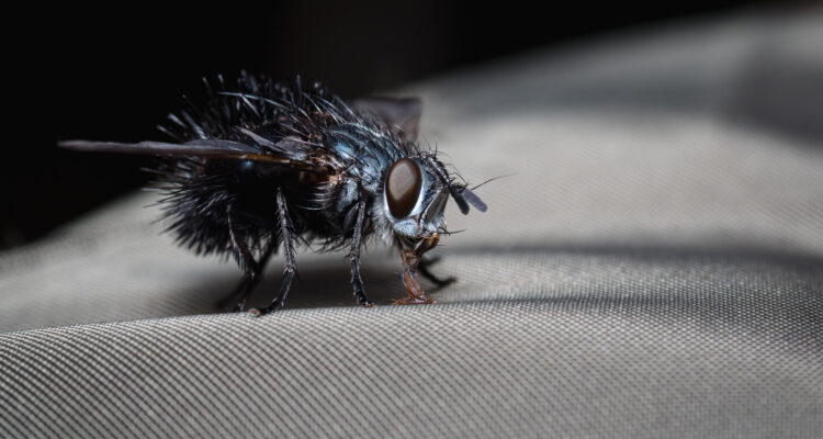 Desinsetização Especializada