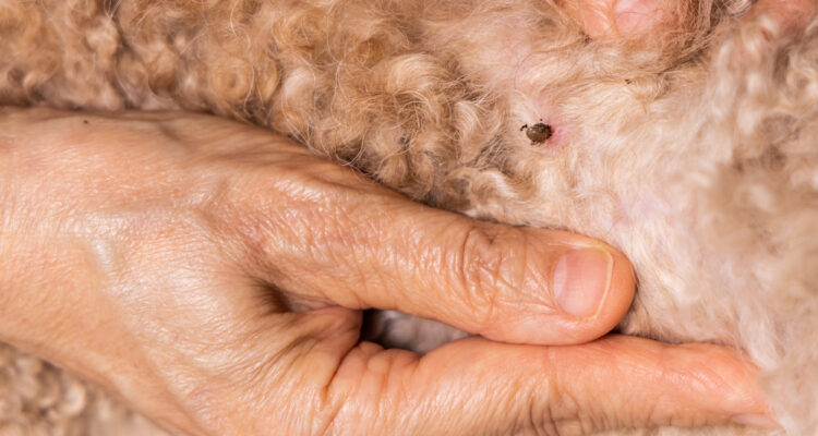 Desinfestação de pulgas em Lagos