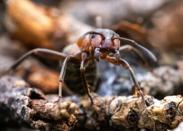 Ant close-up in the wild.