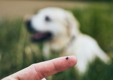 Tick on human finger against dog