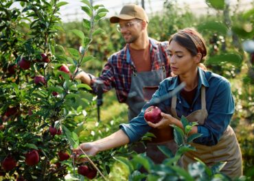 Orchard workers picking ripe apples during the fall harvest.