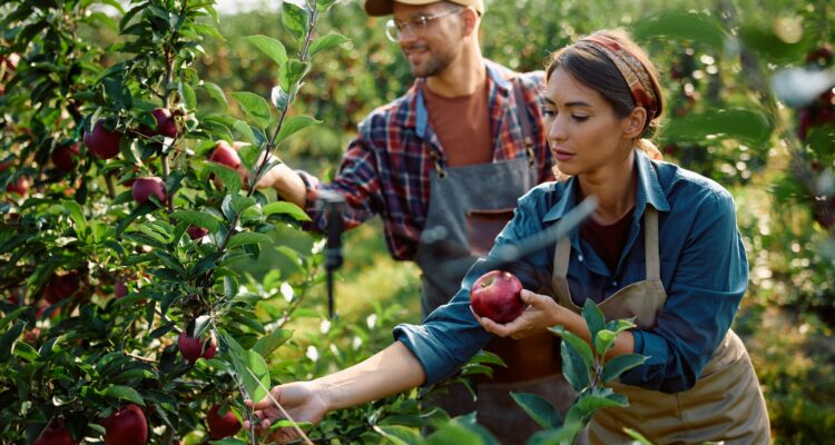Orchard workers picking ripe apples during the fall harvest.