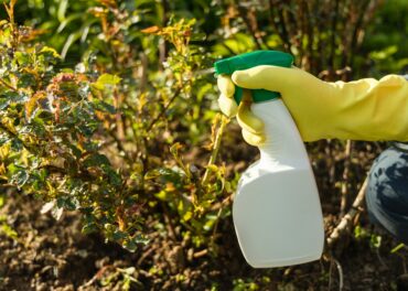 Controlo de pragas em novembro