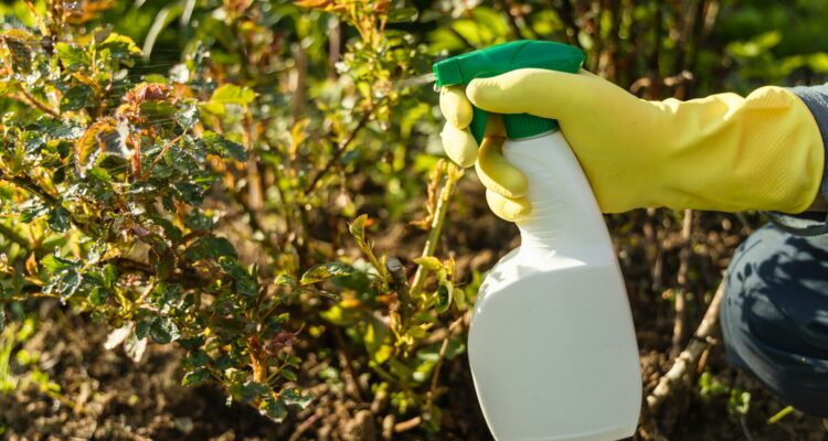 Controlo de pragas em novembro