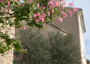 Fim do Inverno no Algarve Como Garantir que o Seu Negócio Está Livre de Pragas Antes da Primavera