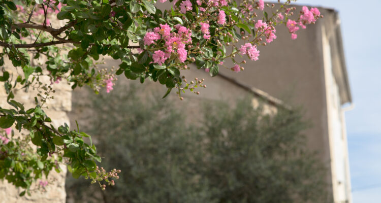 Fim do Inverno no Algarve Como Garantir que o Seu Negócio Está Livre de Pragas Antes da Primavera