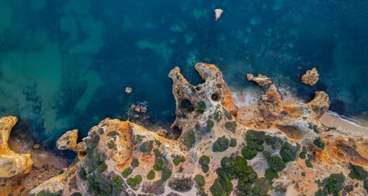 sinais de infestação no Algarve