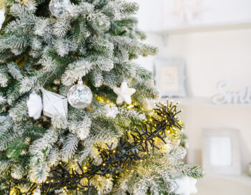 controlo de pragas em restaurantes no Natal