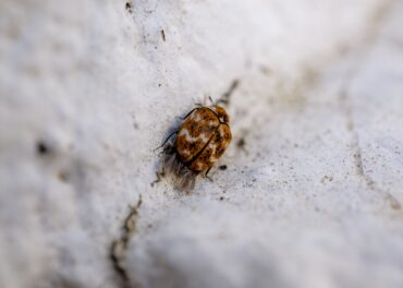 percevejos no inverno no Algarve