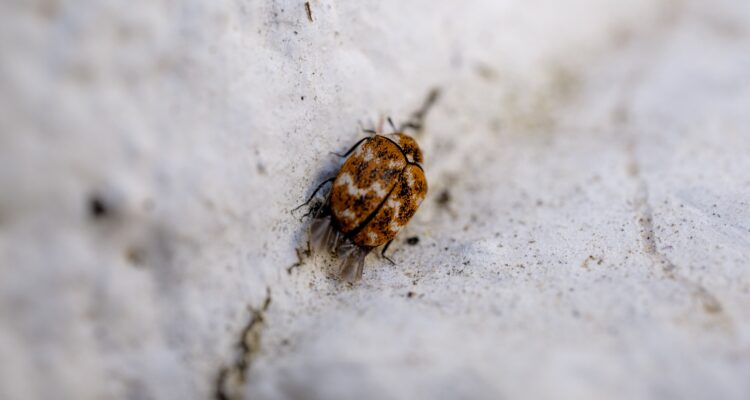 percevejos no inverno no Algarve