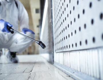 Ratos e Roedores no Algarve em Janeiro: Por Que Aparecem e Como Parar