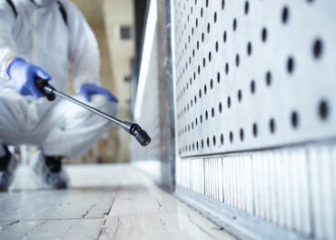 Ratos e Roedores no Algarve em Janeiro: Por Que Aparecem e Como Parar