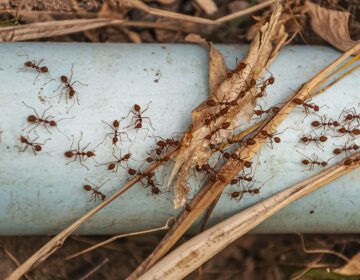 formigas em casa no Algarve