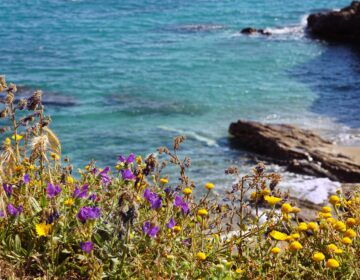 pragas da primavera no Algarve
