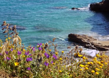 pragas da primavera no Algarve