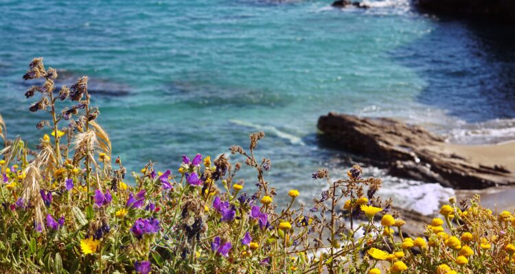 pragas da primavera no Algarve