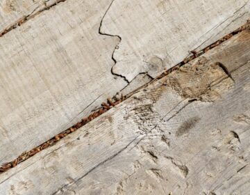 térmitas lagos abril